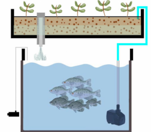 Aquaponics fish tank