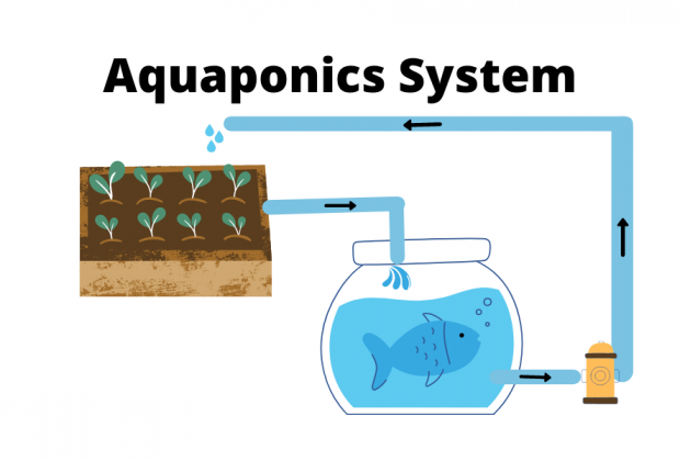 Aquaponics System