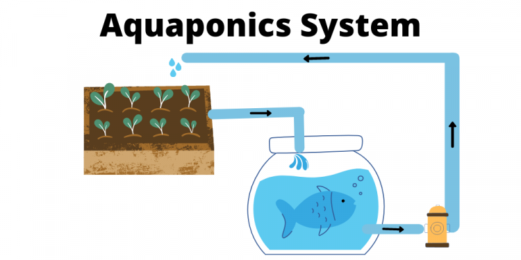 Aquaponics System