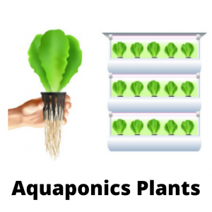 Aquaponics Plants