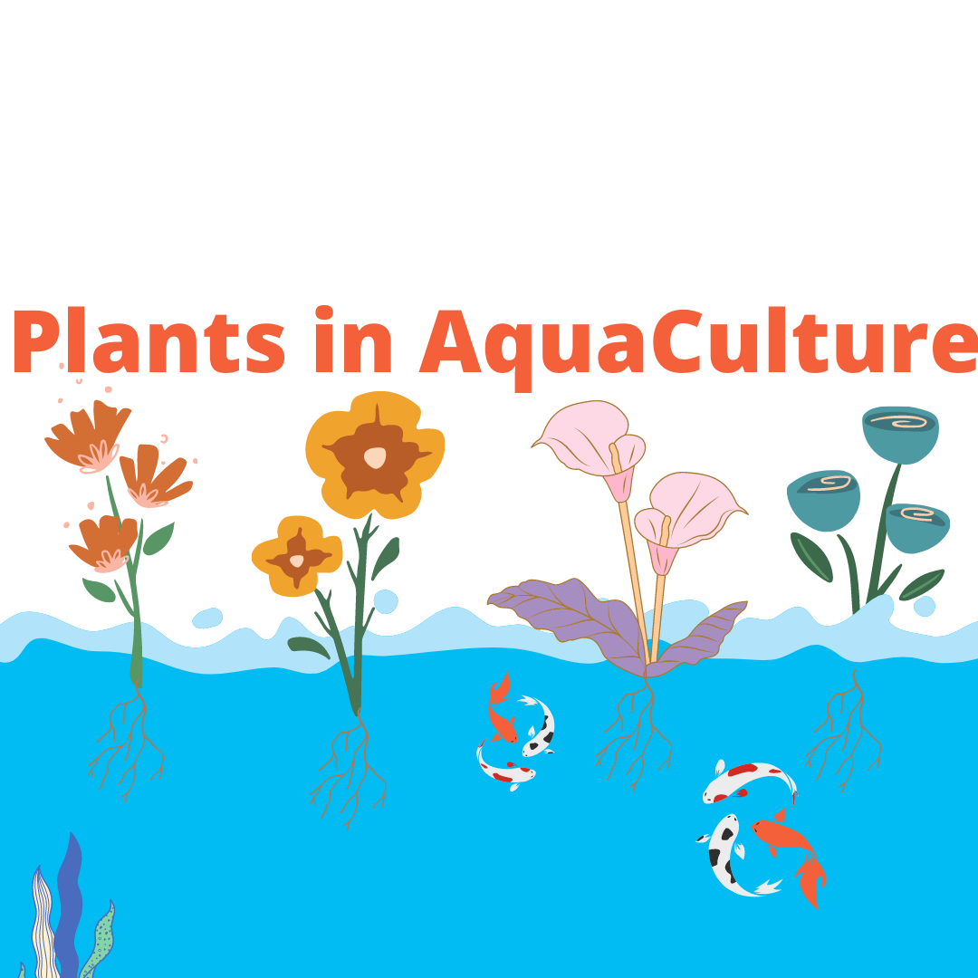 The 8 Best Plants Grow In Aquaponics & Hydroponics System Agro Pro