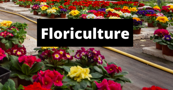 floriculture-purpose-what-to-grow-and-how-to-agro-pro