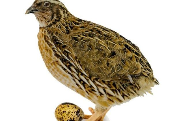 quail farming