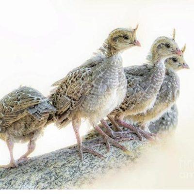 gambel's quail