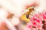 honey bee garden plants