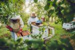 honey bee garden