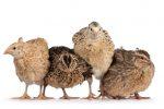 group of quail