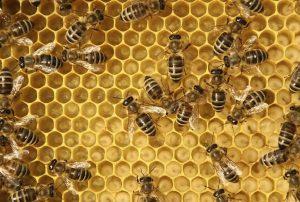 living bee hive