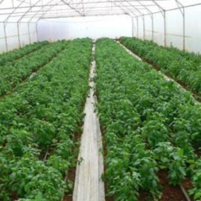 herb farming