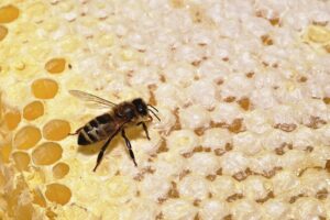 queen honey bee eggs